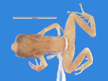 Media type: image; Herpetology A-9360